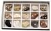 SciEd Sedimentary Rock Collection