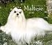 maltese2  - For the Love of Maltese 2010 Deluxe Wall