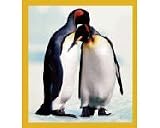 Penguin 2 Adults