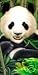 Panda Bear Beach Towel