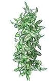 Terrarium Treasures Milky Way Dracaena Vine