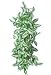 Terrarium Treasures Milky Way Dracaena Vine