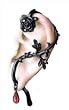 Rose of Passion (single) - Alchemy Gothic Earring