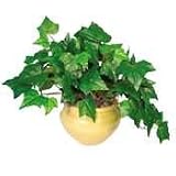 Mixed Greenery with Ash Colored Pot, 8