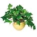Mixed Greenery with Ash Colored Pot, 8" (NUDT7902) Category: Office Plants
