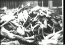 NAZI Jewish Concentration Holocaust & Death Camps Film Collection DVD: Including Very Graphic Scenes from Arnstadt, Breendonck, Buchenwald, Dachau, Hannover, Mauthausen, Ohrdruf, Penig and More