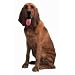 Bloodhound Dog Die-Cut Photographic Magnet Bloodhound Dog Die-Cut Photographic Magnet