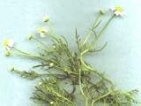 Chamomile Herbal Capsules
