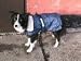 16in Koko Dog Coat Blue