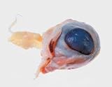 Sheep Organ - Eyes