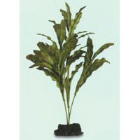 Curly Crispus Aquarium Plant, Large