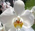 Phalanopsis Orchid