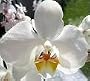 Phalanopsis Orchid