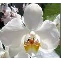 Phalanopsis Orchid by 