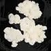 Kefir Grains Starter Kit, Live Grain, Dairy Culture