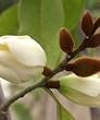 All Spice Michelia Tree Five Gallon