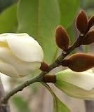 All Spice Michelia Tree Five Gallon