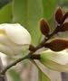 All Spice Michelia Tree Five Gallon
