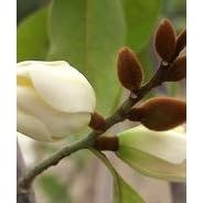 All Spice Michelia Tree Five Gallon by 