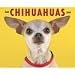chihuahua15 - Just Chihuahuas 2009 Wall Calendar
