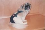 Joybies Patriotic Denim Piddle Pants(tm) for XXX Large Slender Male Dog (Measuring 26