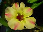 SILK OF YELLOW ADENIUM.3 SEEDS.RARE