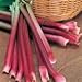 30 Heirloom rhubarb victoria Seeds