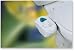 Bio Bidet Simplet BB-50 Bidet - White
