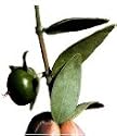Jojoba Base Oil 100ml Therapeutic Grade 100% Pure & Natural Simmondsia Chinensis * PRICE INCLUDES P&P * A.T.C. Reg'd