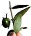 Jojoba Base Oil 100ml * FREE P&P * A.T.C. Reg'd