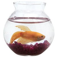 Glass Betta Bowl - Ivy - 4 in.