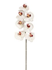 Pack of 6 Artificial Cream & Burgundy Phalaenopsis Orchid Silk Flower Sprays 36