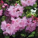 Rhododendron 'Temple Belle' Shrub