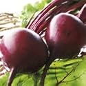 SUTTONS SEEDS: Beetroot Boltardy Seeds (250 seeds)