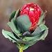 PROTEA GRANDICEPS peach protea 5 seeds