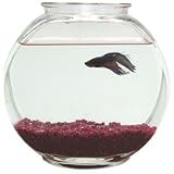 Plastic Fish Bowl - Drum - 1 Gallon