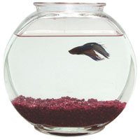 Plastic Fish Bowl - Drum - 1 Gallon