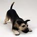 5 German Shepherd Puppy Dog Figurine