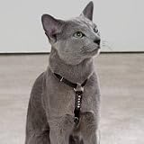 East Side Collection White Cat Harness w/Rhinestones and Matching Lead