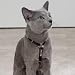 East Side Collection Red Cat Harness w/Rhinestones and Matching Lead