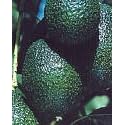 Hass and Fuerte Avocado--Year Round Fruit with our Two Tree Combo by 