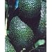 Hass and Fuerte Avocado--Year Round Fruit with our Two Tree Combo