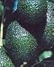 Hass and Fuerte Avocado--Year Round Fruit with our Two Tree Combo