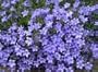 Vinca Minor