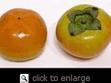 Nishimura Wase Persimmon Tree Five Gallon
