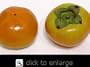 Nishimura Wase Persimmon Tree Five Gallon