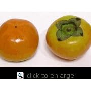 Nishimura Wase Persimmon Tree Five Gallon by 