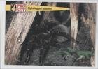 Eight-legged Monster! (Trading Card) 1992 Pro Set Guinness Book of Records #77