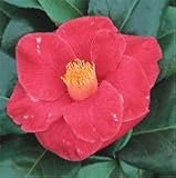 Review   / Camellia Apollo