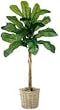 12' Banana Palm Tree